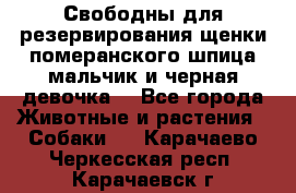 Свободны для резервирования щенки померанского шпица мальчик и черная девочка  - Все города Животные и растения » Собаки   . Карачаево-Черкесская респ.,Карачаевск г.